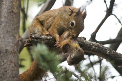 Eichhörnchenmutter trägt Baby. Bild: Ryan W. Taylor